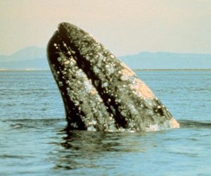 Dickie en die Gryswalvis